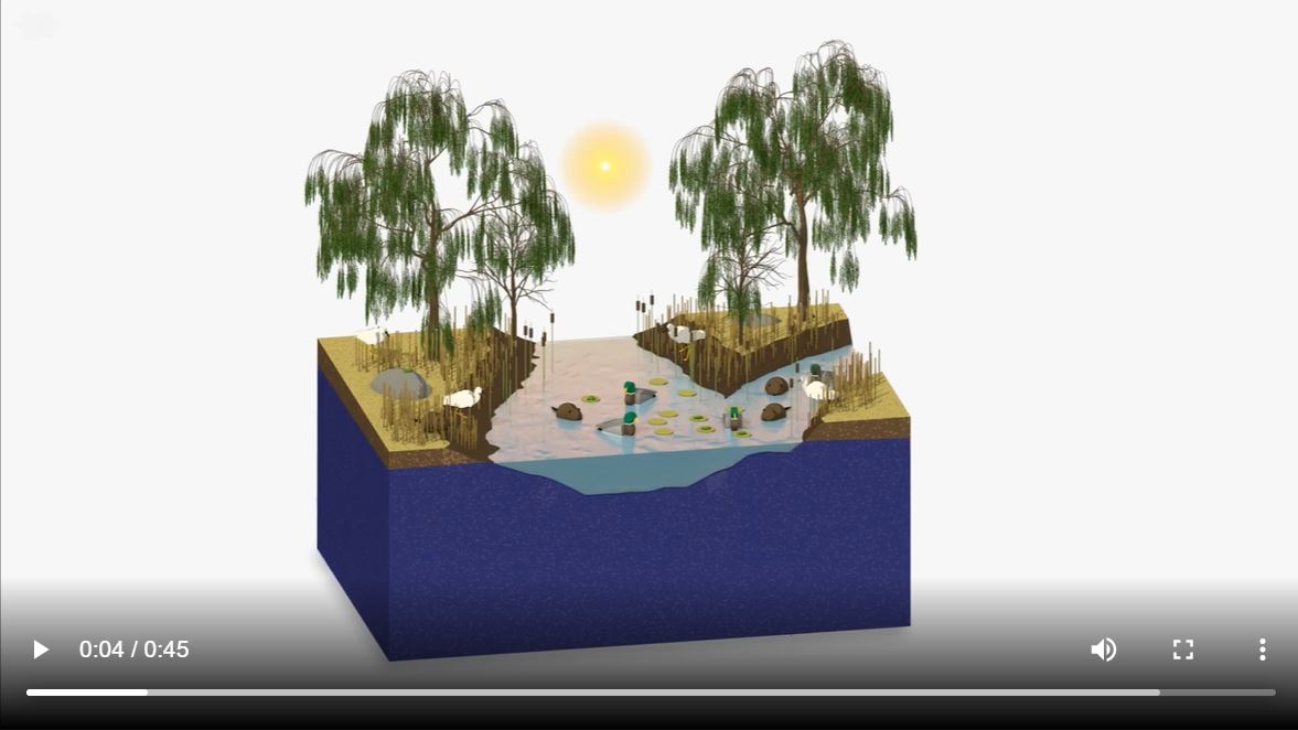 Video explaining wetland systems